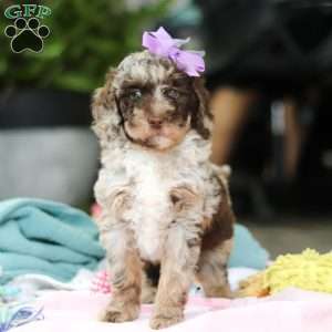 Bailey, Mini Goldendoodle Puppy